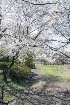 Cherry blossoms in full bloom, JPG Cherry blossoms in full bloom, JPG