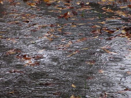 雨の姿 雨,長雨,落ち葉の写真素材
