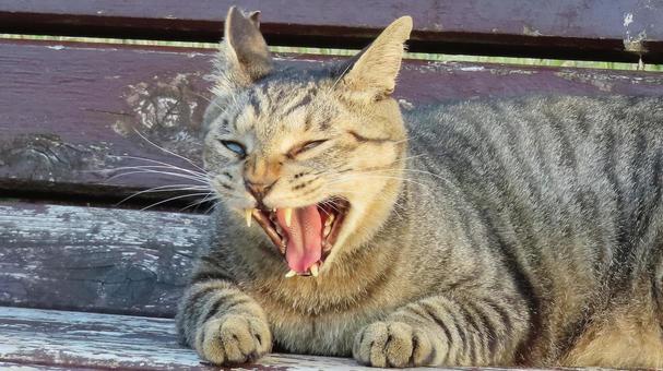 ベンチで激おこしているもふもふな猫様 ベンチで激おこしているもふもふな猫様の写真