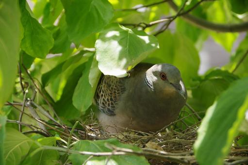 Photo, dove, young, chick, 