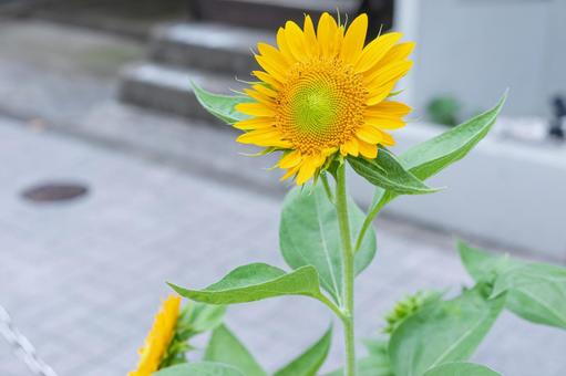 街角のひまわり ひまわり,花,黄色い花の写真素材