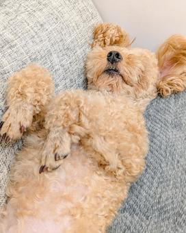 仰向けで寝転がるトイプードル 仰向けで寝転がるトイプードル 犬,ヘソ天,仰向け寝の写真素材