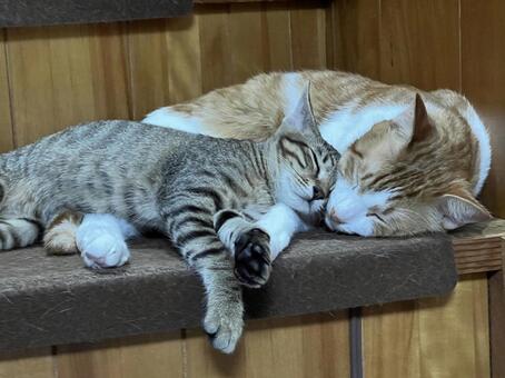 仲良く寄り添って眠る仲良し猫 猫,仲良し,寄り添うの写真素材