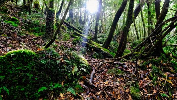 屋久島の木々の隙間から木漏れ日が入る写真 木漏れ日,太陽,景色の写真素材