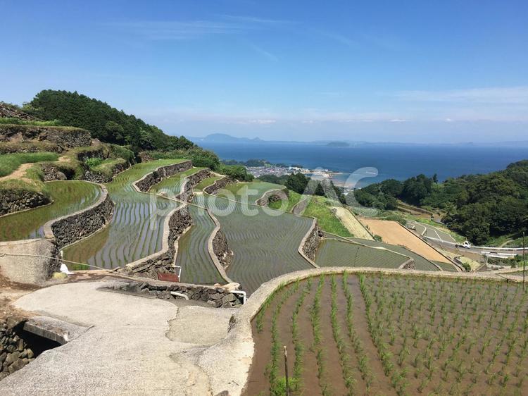 谷水棚田　南島原市　長崎 谷水棚田,南島原市,長崎の写真素材