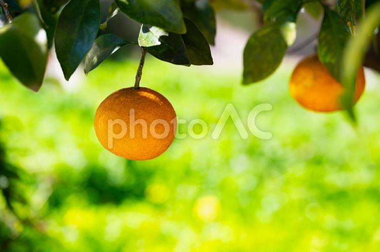 路地のみかんの木、せとか 果物,みかん,果実の写真素材