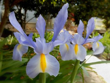 Photo, dutch iris, iris, iridaceae, 