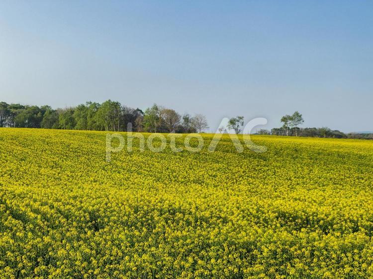 青空と菜の花畑 春,菜の花,菜の花畑の写真素材