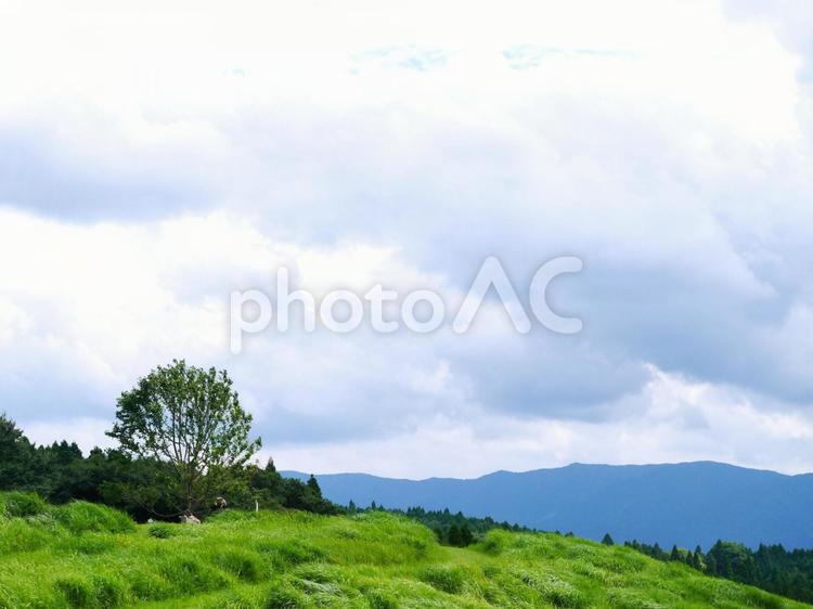 阿蘇の自然を感じて3 曇り,阿蘇,緑の写真素材