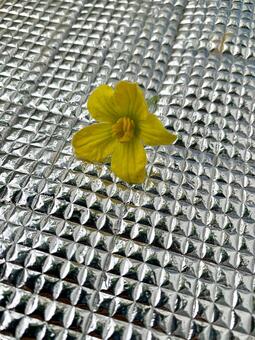 小さく咲いたスイカの花のクローズアップ 若葉,新芽,観葉植物の写真素材