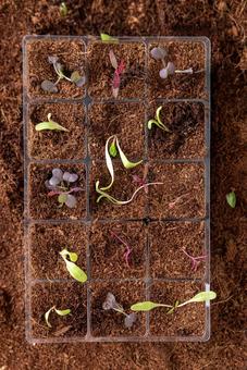 育苗トレイで栽培中の植物 育苗トレイで栽培中の植物の写真