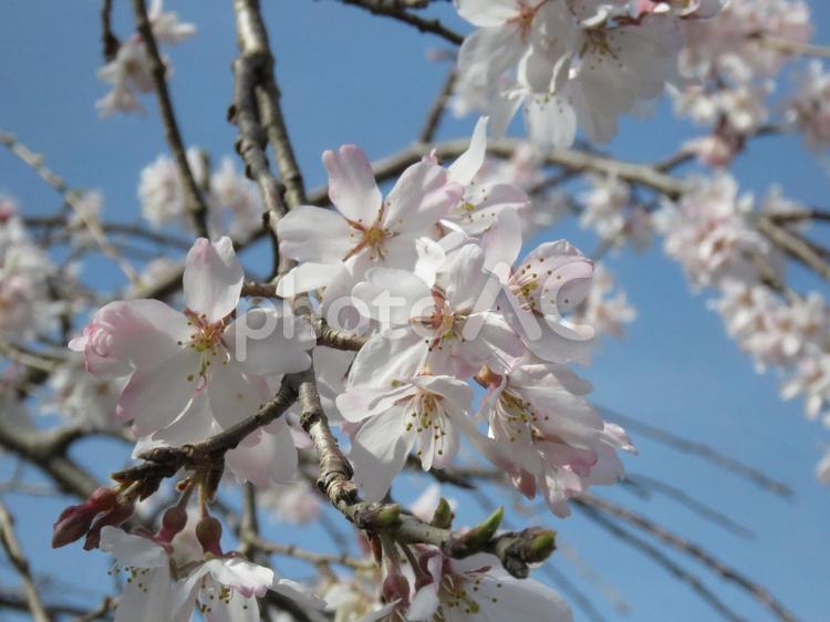 枝垂れ桜 枝垂れ桜,桜,春の写真素材