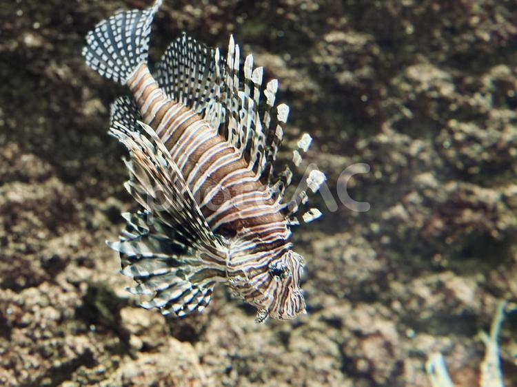 海中の舞姫ミノカサゴ 縞模様魚,毒棘持ち,長いヒレの写真素材