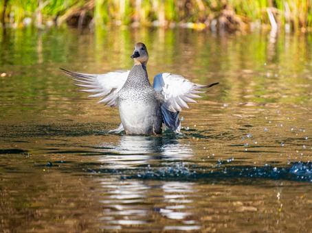 水辺で羽ばたくオカヨシガモ オカヨシガモ,カモ,鴨の写真素材