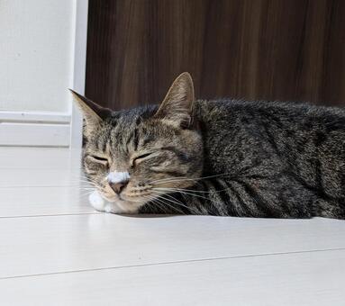眠るキジトラ猫 猫,キジトラ,眠るの写真素材