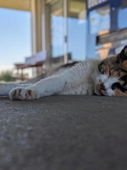 ねこ　のらねこ　昼寝の写真