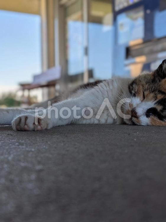 ねこ　のらねこ　昼寝 ねこ,のらねこ,動物の写真素材