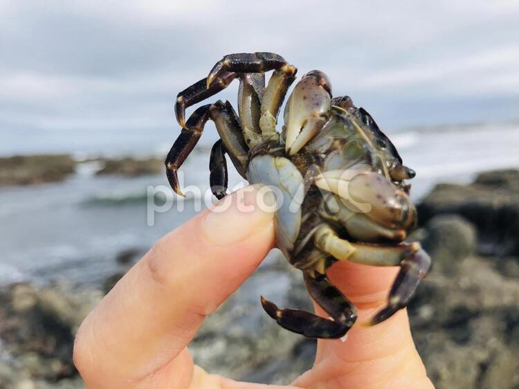 磯遊びカニ 磯遊び,海遊び,蟹の写真素材