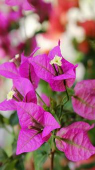 ブーゲンビリア　マクロ ブーゲンビリア,ユニーク,熱帯花木の写真素材