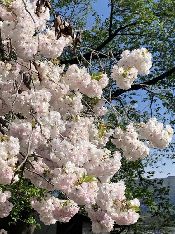 富岡の八重桜  八重桜,花,ブランチの写真素材