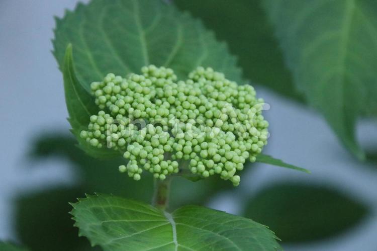 ガクアジサイ 額紫陽花,ガクアジサイ,町並みの写真素材
