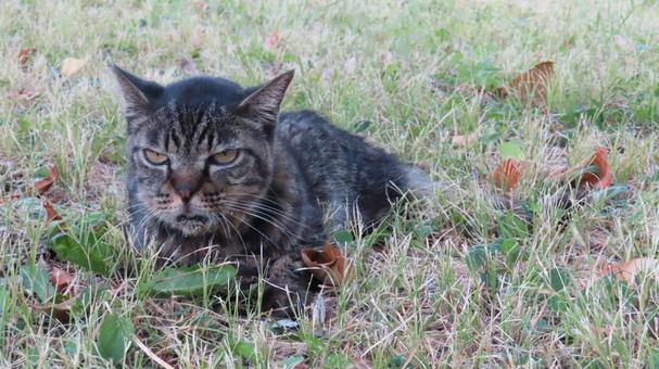 草むらで夕涼みしているもふもふな猫様 草むらで夕涼みしているもふもふな猫様 猫,キジトラ,寝そべるの写真素材