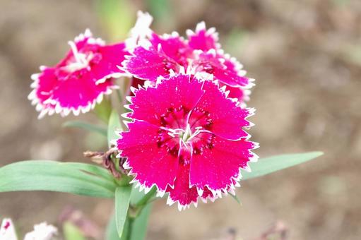 ナデシコの赤い花(撫子) ナデシコの赤い花(撫子)の写真