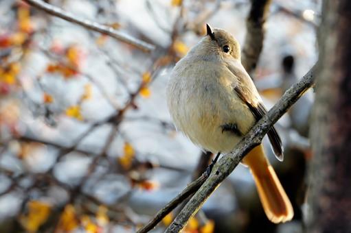 ツルウメモドキとジョウビタキ ツルウメモドキとジョウビタキ ジョウビタキ,鶲,野鳥の写真素材