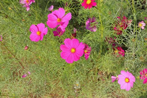 コスモス　花 花,コスモス,秋桜の写真素材