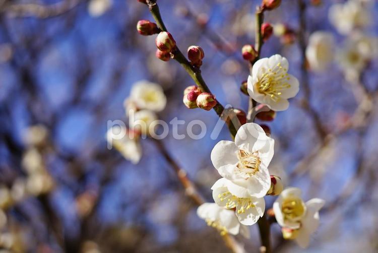 ＜春のイメージ＞梅の花 梅,花,梅花の写真素材