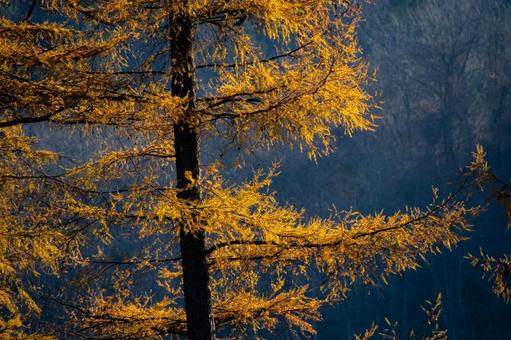 晩秋の光で輝く、カラマツの枝 カラマツ,落葉松,黄葉の写真素材