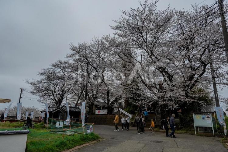 石戸蒲ザクラ周辺の景色 ソメイヨシノ,サクラ,花の写真素材