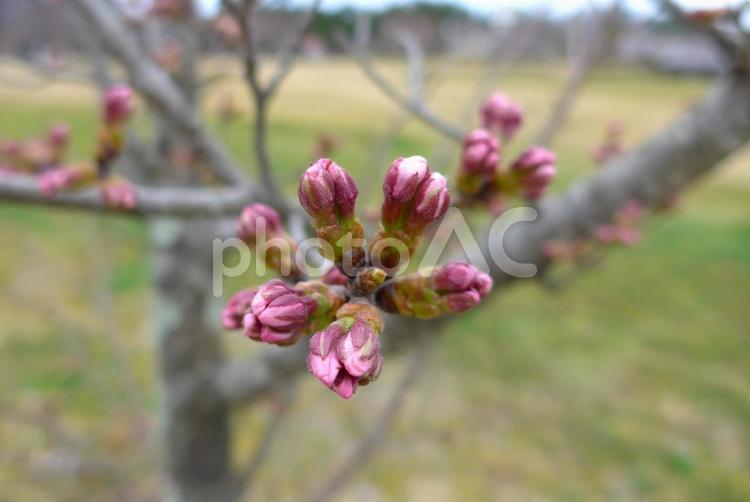 蕾膨らむ 蕾,つぼみ,桜の写真素材