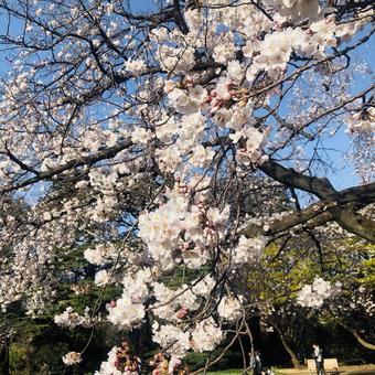 桜 桜の写真