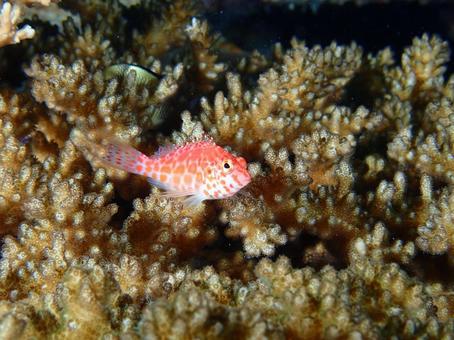 沖縄のゴンべ科の魚の写真