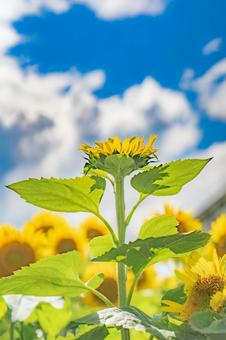 ひまわりと青空 ひまわりと青空 ひまわり,向日葵,ひまわり畑の写真素材
