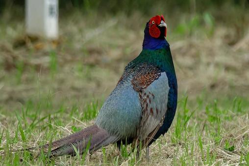 キジ 雉 野鳥 キジ 雉 野鳥の写真