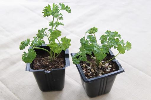 Photo, parsley, seedling, cell seedlings, 