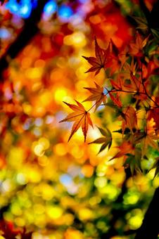 京都「哲学の道」散策の写真