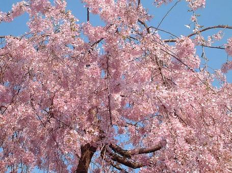 井の頭公園の桜 井の頭公園の桜の写真