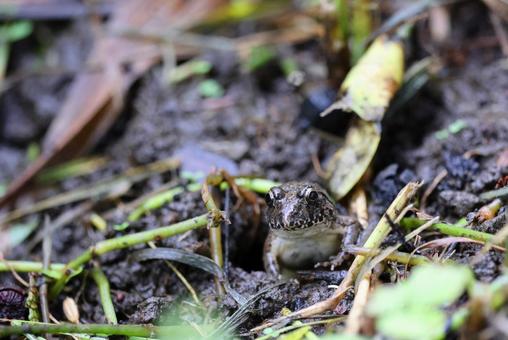 穴から顔をだしたヌマガエル(正面) 穴から顔をだしたヌマガエル(正面) ヌマガエル,蛙,田んぼの写真素材