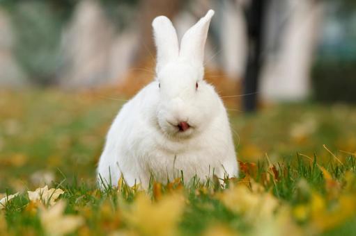 ペットのうさぎ うさぎ,ペット,干支の写真素材