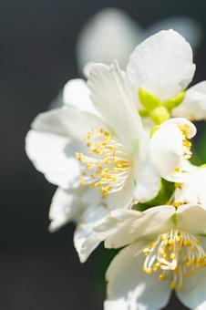 Photo, flower, natural, forest, 