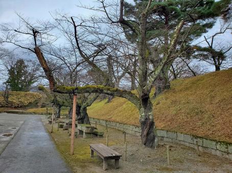 公園の木 公園の木の写真