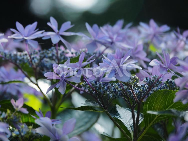 パープルのガクアジサイ　背景素材 あじさい,ガクアジサイ,ムラサキの写真素材