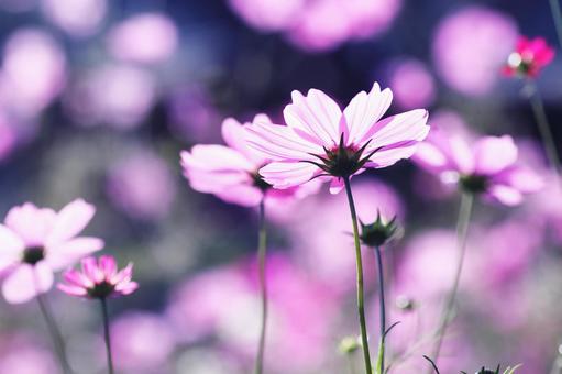 華やかなコスモスの花のある風景 華やかなコスモスの花のある風景 花,コスモス,秋の写真素材