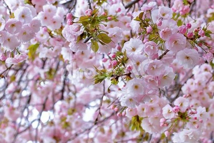 桜の開花イメージ 桜,満開,桃色の写真素材