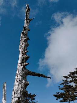 石鎚山の白骨樹と秋の空 白骨樹,石鎚山,秋の写真素材
