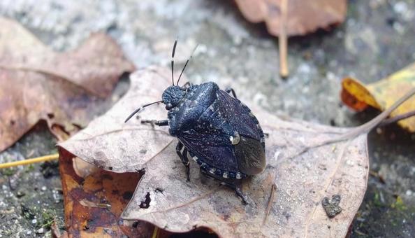 秋の昆虫黒いカメムシと落ち葉 秋の昆虫黒いカメムシと落ち葉の写真