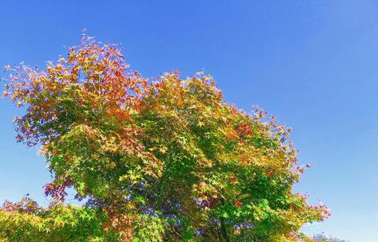 もみじの紅葉と青空 紅葉,もみじ,もみじの木の写真素材